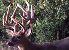 white-tailed ky buck